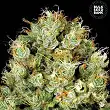 Sour Diesel Bulk Seed Bank