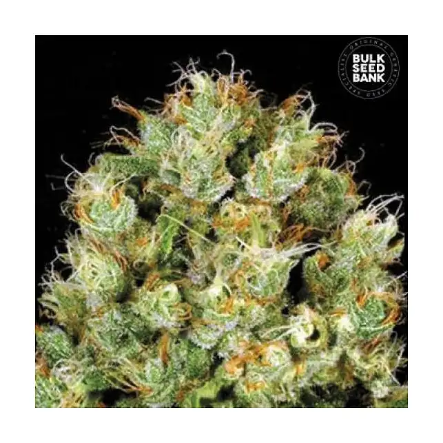 Sour Diesel Bulk Seed Bank
