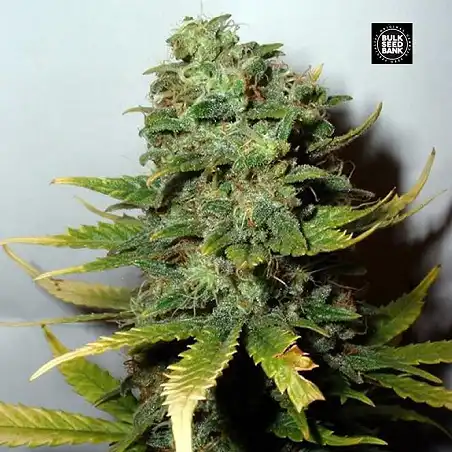 Special Skunk - Bulk Seed Bank