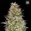 White Prussian Bulk Seed Bank