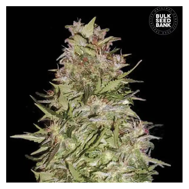 White Prussian Bulk Seed Bank