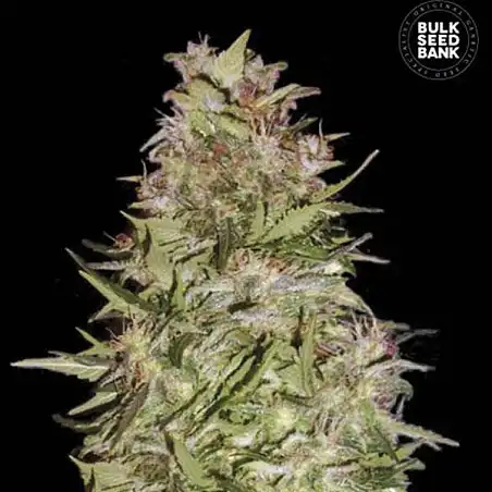 White Prussian Bulk Seed Bank