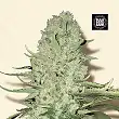 White Widow Bulk Seed Bank