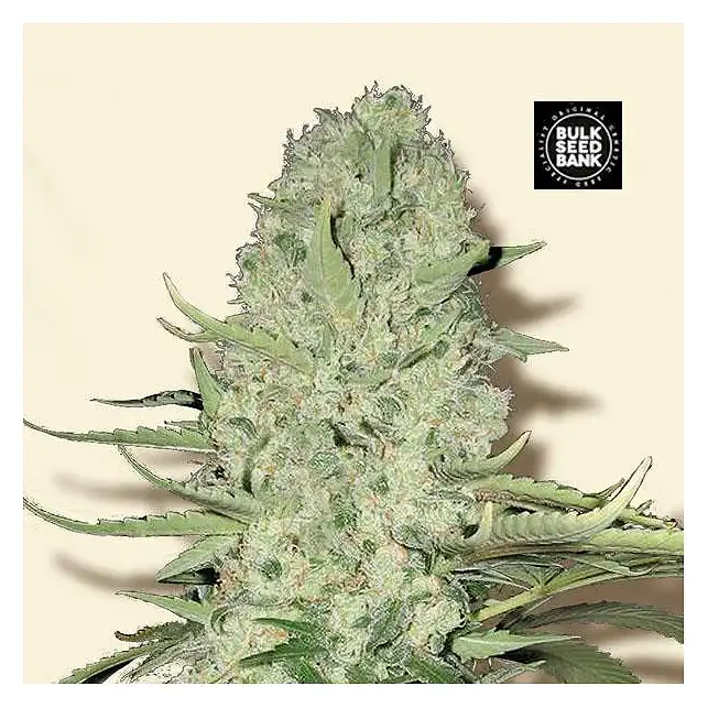 White Widow Bulk Seed Bank