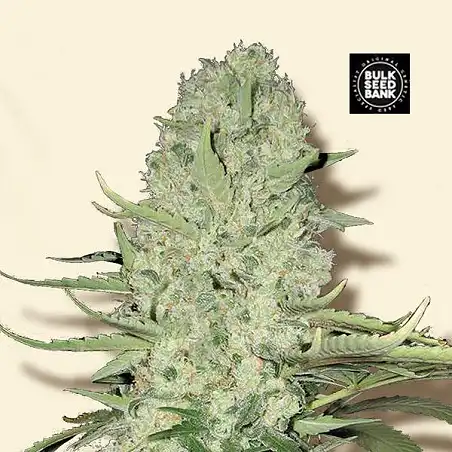 White Widow Bulk Seed Bank