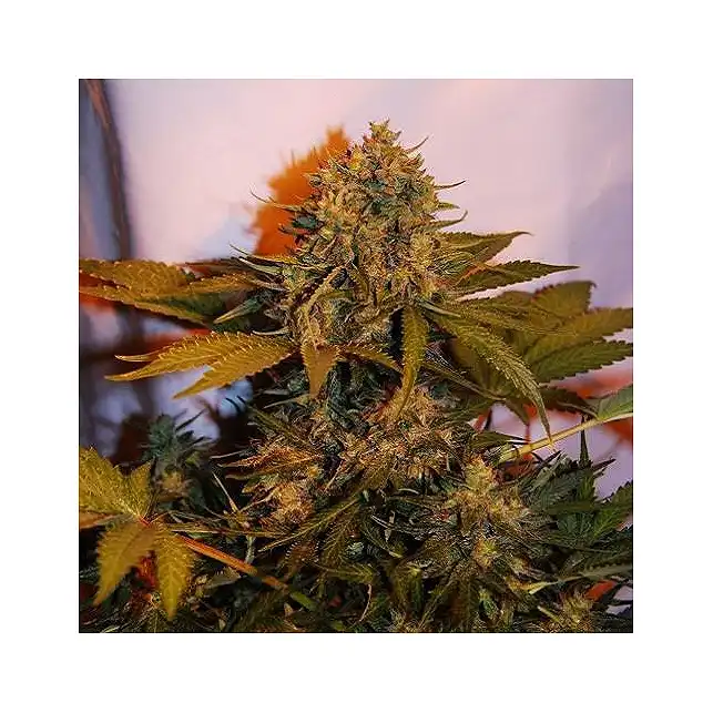 Big Bud Auto - Bulk Seed Bank