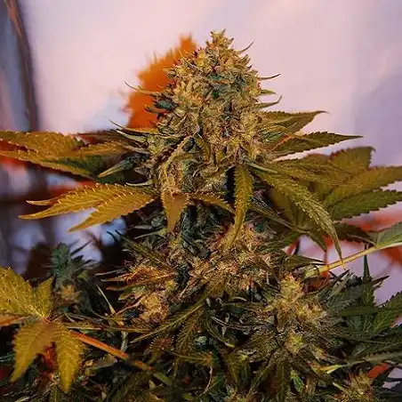 Big Bud Auto - Bulk Seed Bank