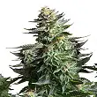 Amnesia Haze Auto Bulk Seed Bank