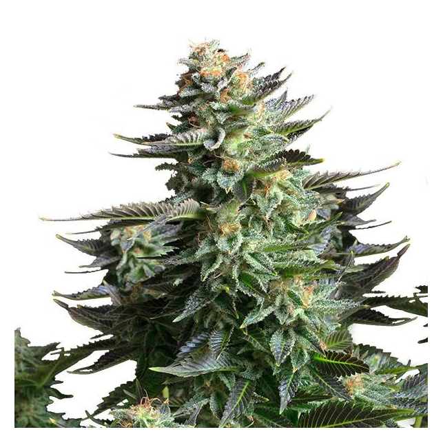 Amnesia Haze Auto - Bulk Seed Bank