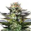 Amnesia Platinum Auto Bulk Seed Bank