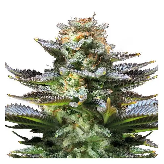 Amnesia Platinum Auto Bulk Seed Bank