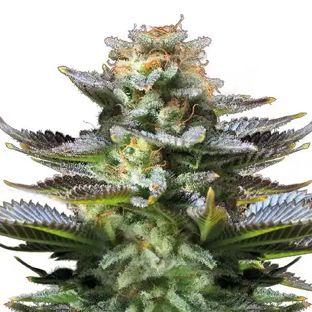 Amnesia Platinum Auto Bulk Seed Bank