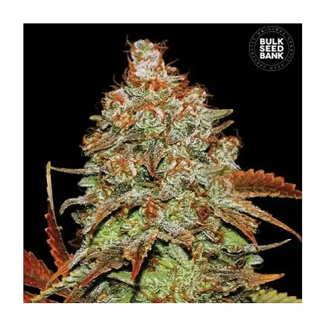 Bubblegum Extra Auto - Bulk Seed Bank