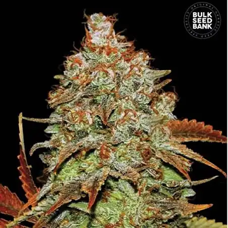 Bubblegum Extra Auto - Bulk Seed Bank