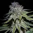 Cocopopo Auto - Bulk Seed Bank