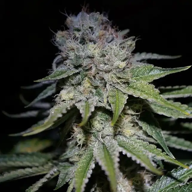 Cocopopo Auto - Bulk Seed Bank