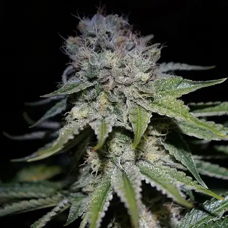 Cocopopo Auto - Bulk Seed Bank