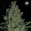 Chronical Auto - Bulk Seed Bank