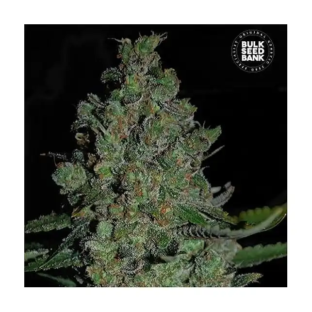 Chronical Auto - Bulk Seed Bank