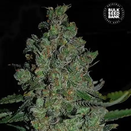 Chronical Auto - Bulk Seed Bank