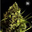 Devil's Kiss Auto - Bulk Seed Bank