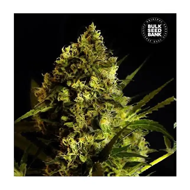 Devil's Kiss Auto - Bulk Seed Bank