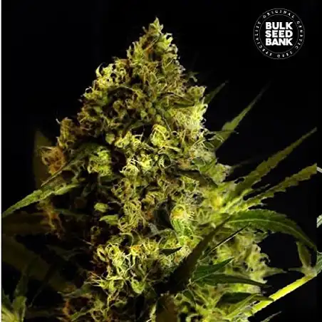 Devil's Kiss Auto - Bulk Seed Bank