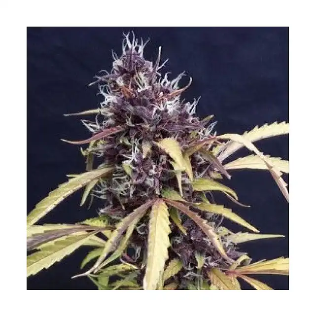 East Ryder Auto - Bulk Seed Bank
