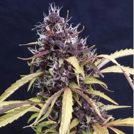 East Ryder Auto - Bulk Seed Bank