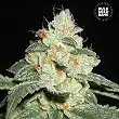 Good Wild Shark Auto - Bulk Seed Bank Good Wild Shark Auto - Bulk Seed Bank