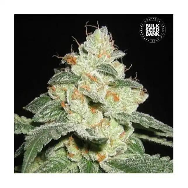 Good Wild Shark Auto - Bulk Seed Bank