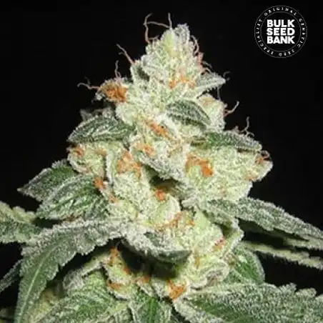 Good Wild Shark Auto - Bulk Seed Bank