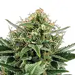 Jack Hair Auto Bulk Seed Bank