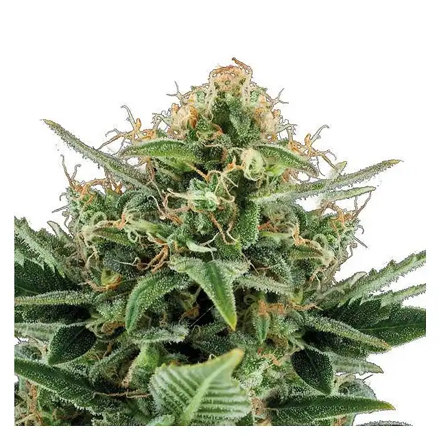 Jack Hair Auto Bulk Seed Bank