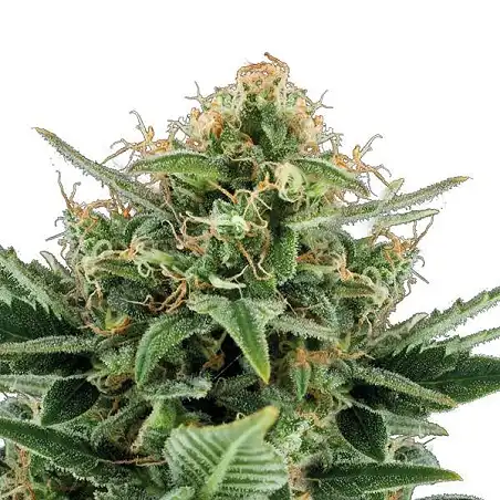 Jack Hair Auto Bulk Seed Bank