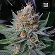 Lavender Best Auto - Bulk Seed Bank