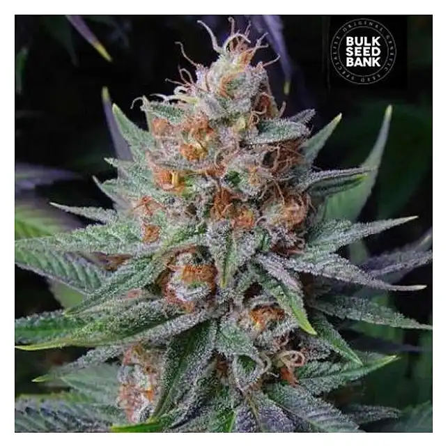 Lavender Best Auto - Bulk Seed Bank