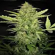 Lime Skunk Auto - Bulk Seed Bank