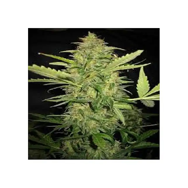 Lime Skunk Auto - Bulk Seed Bank