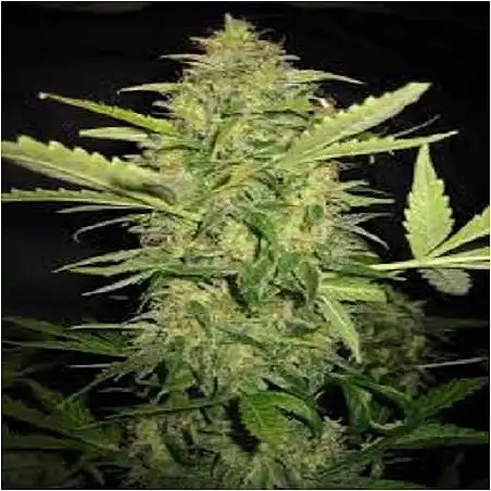 Lime Skunk Auto - Bulk Seed Bank