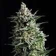 NBA Diesel Auto Bulk Seed Bank