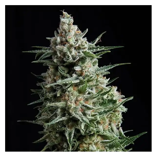 NBA Diesel Auto Bulk Seed Bank
