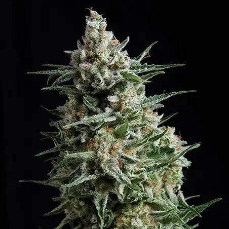 NBA Diesel Auto Bulk Seed Bank