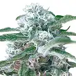 OG Kush Auto Bulk Seed Bank