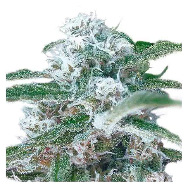 OG Kush Auto Bulk Seed Bank