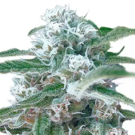 OG Kush Auto Bulk Seed Bank