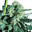 Sensi Skunk Feminized - Sensi Seeds