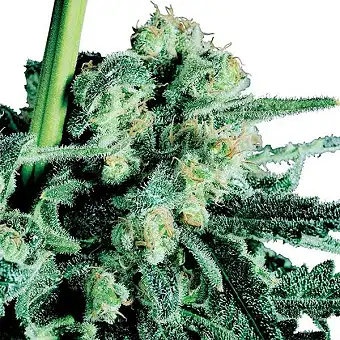 Sensi Skunk Feminizada - Sensi Seeds