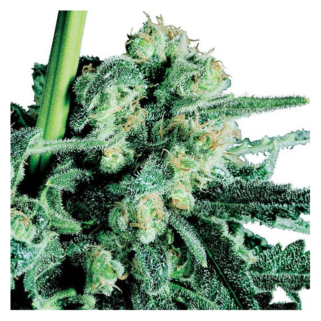 Sensi Skunk Femelle