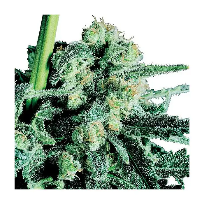 Sensi Skunk Feminizada - Sensi Seeds